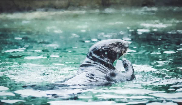 a closeup shot of a cute seal swimming in the sea