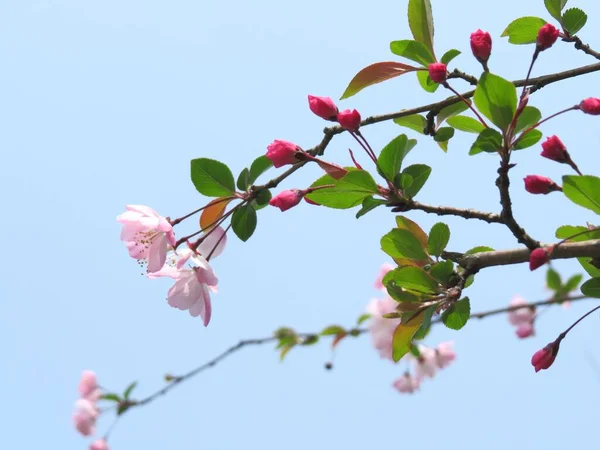 beautiful pink flowers on a background of blue sky