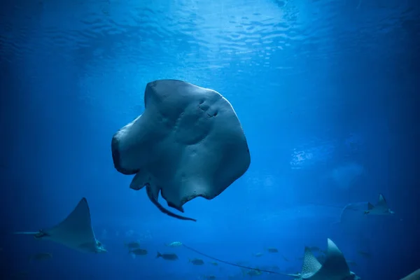 beautiful underwater world of the dead sea, eilat israel