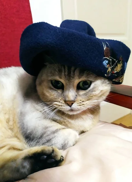 cute cat with a hat