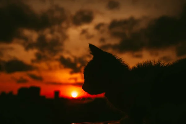 silhouette of a cat on the beach