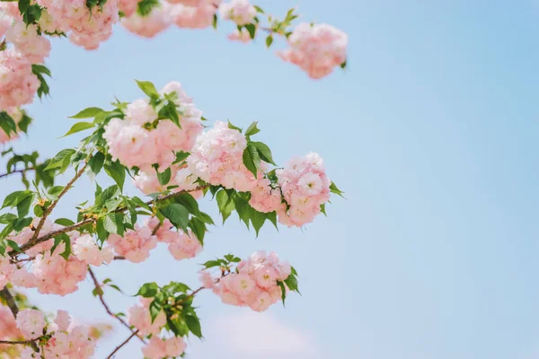 beautiful pink flowers on a background of blue sky