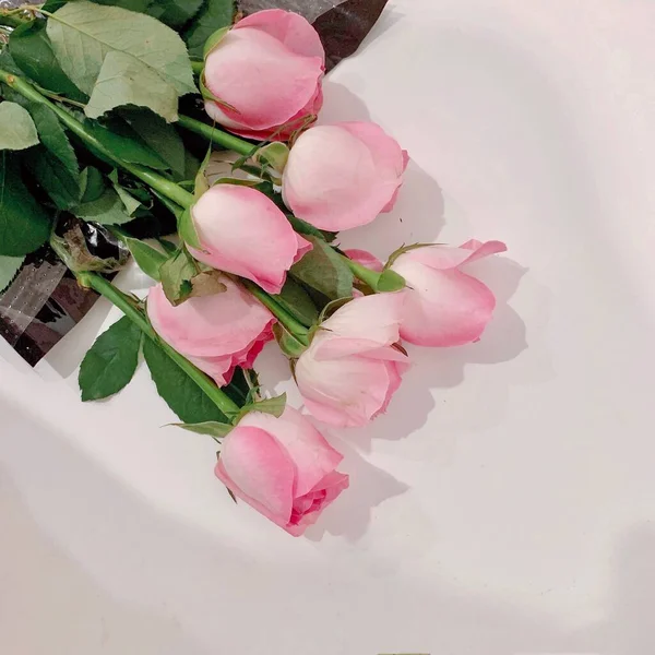 beautiful pink roses in a vase on a white background