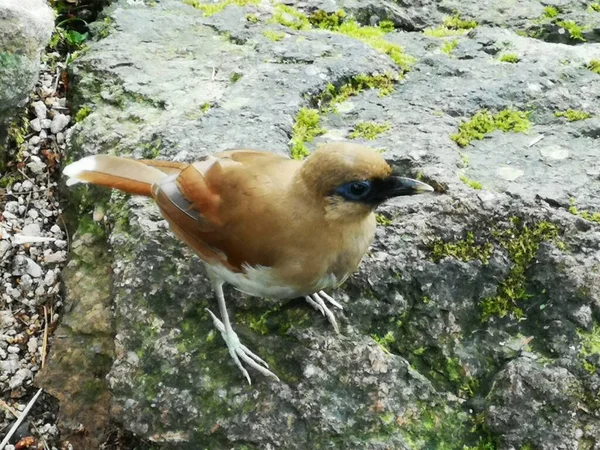 a bird is sitting on a log in the forest