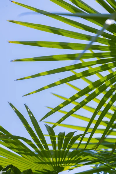 palm tree leaves on the background of the sky.