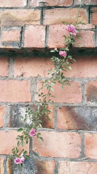 pink brick wall with red flowers