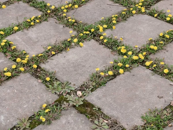 green grass and flowers on the road