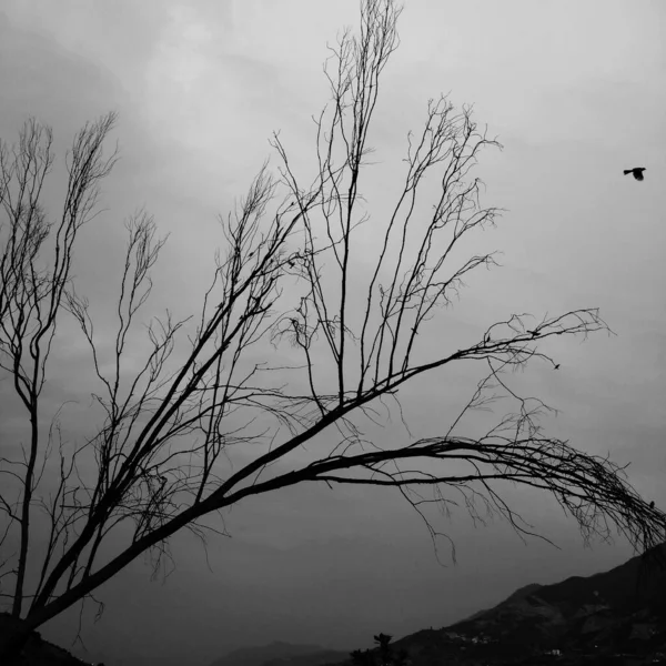 stock image black and white photo of trees in the forest