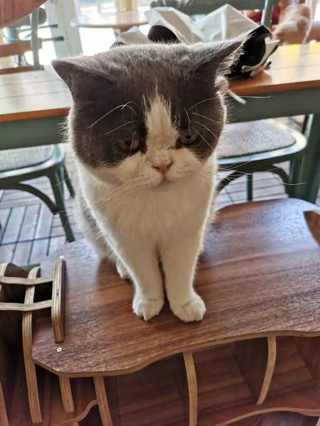 black and white cat sitting on the table