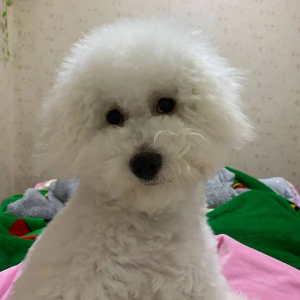 cute white poodle dog with pink bow tie