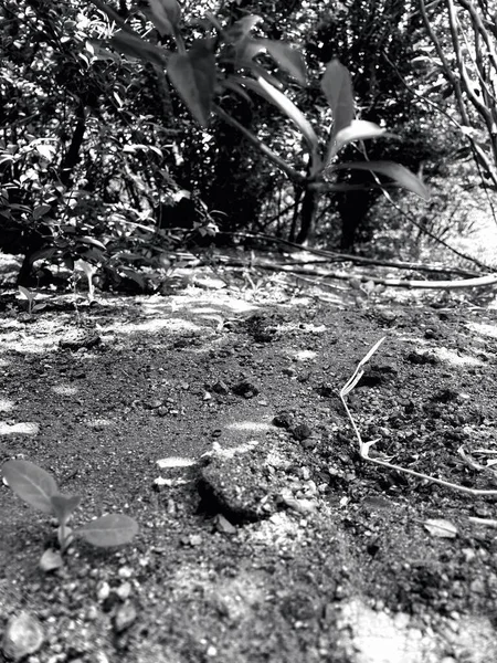 black and white photo of a tree in the forest