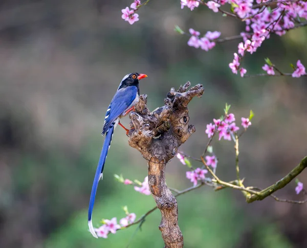 beautiful pink-purple-breasted bird on a branch of a tree