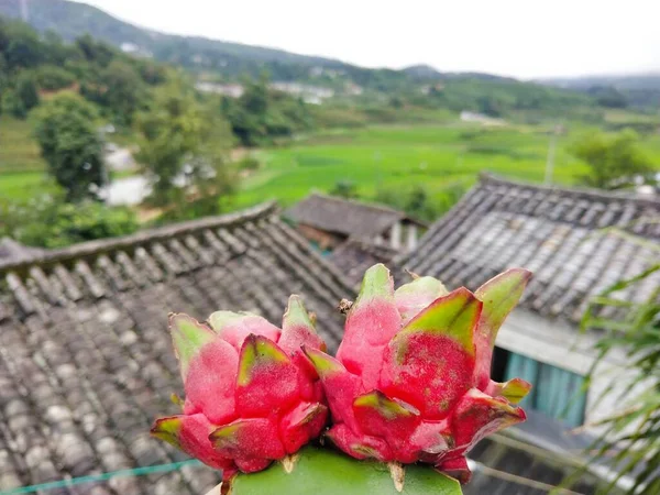 dragon fruit on the tree