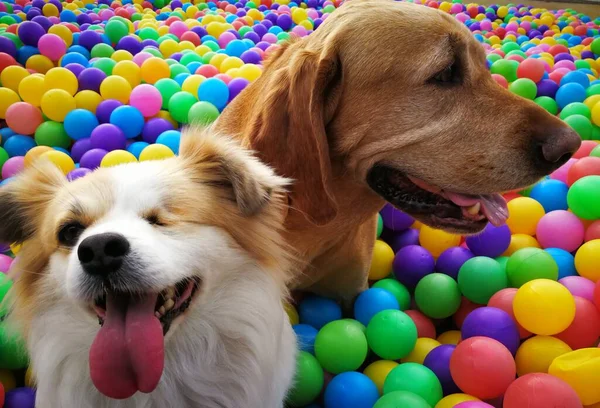 colorful balloons in the form of a dog