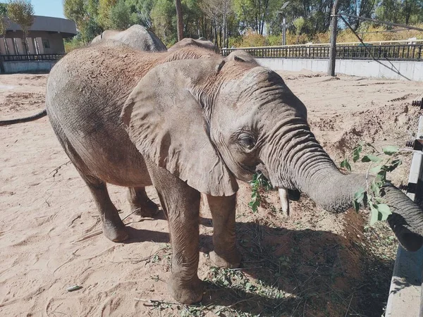 the great white elephant in the zoo