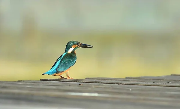 a bird is sitting on a log in the water