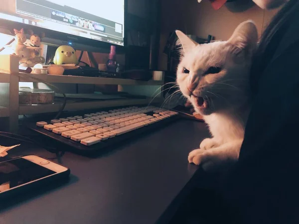 cat working on laptop computer at home