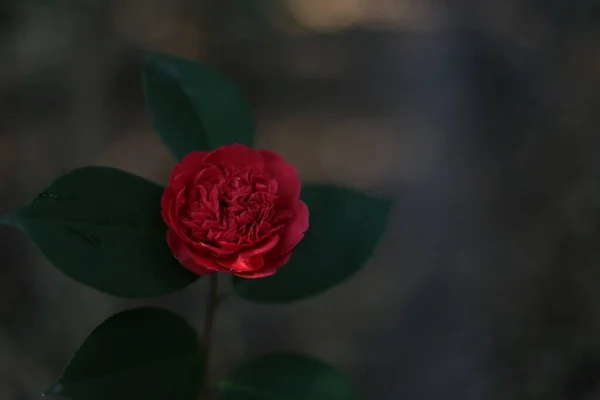 stock image beautiful red rose in the garden