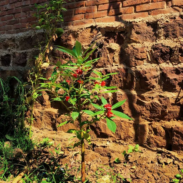 red brick wall with a plant