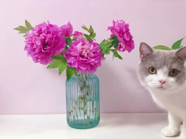 beautiful cat with flowers on a white background