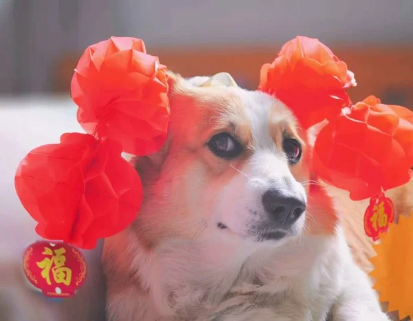 dog with red and white flowers