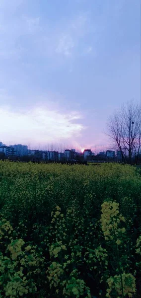 beautiful landscape with a tree and a field of trees