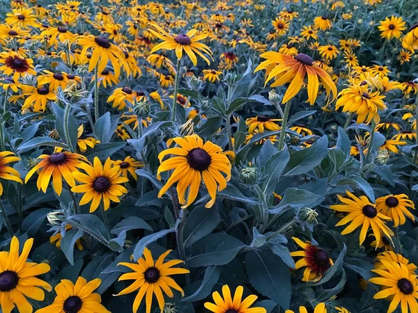sunflower field, sunflowers, sun, blue sky, summer, flowers, flora