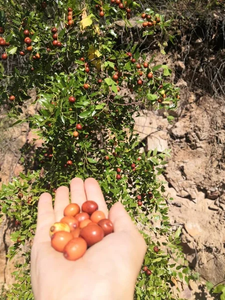 ripe red tomatoes on a tree