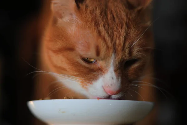 cute cat with a bowl of food