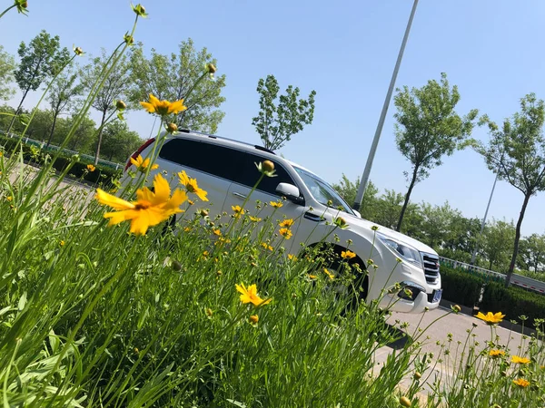 yellow flowers on the road