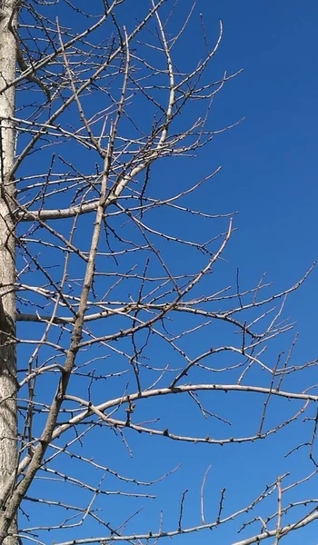 birch tree branches in the forest