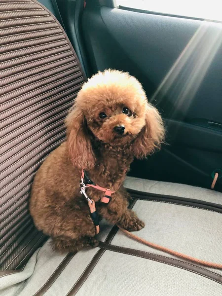 dog sitting on the car seat