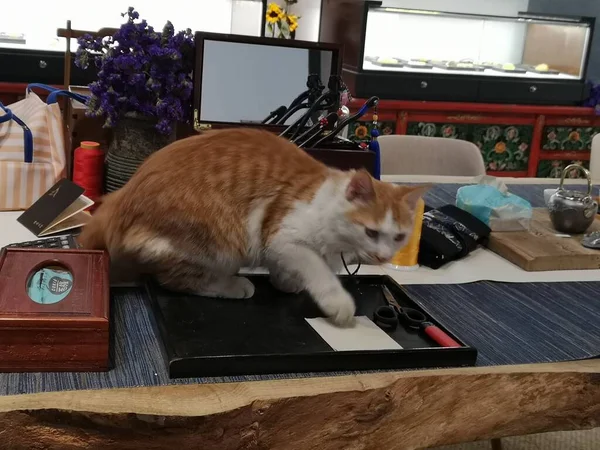 cat sitting on the table with a laptop