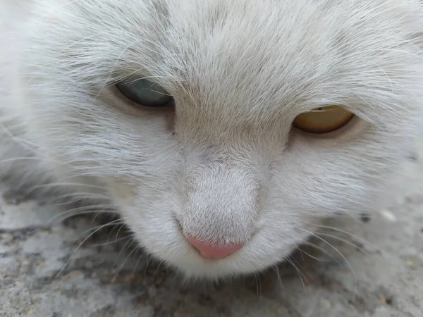 white cat with a nose