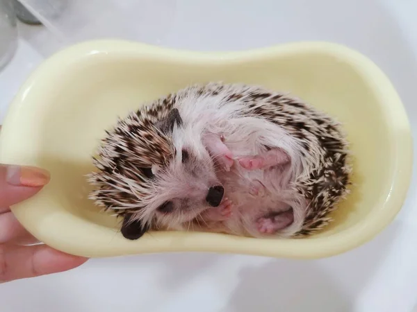 a small hedgehog in the hands of a young woman