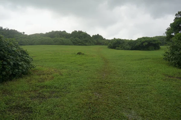 green grass and trees in the forest