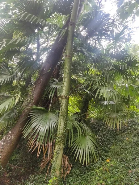 green tropical palm trees in the jungle