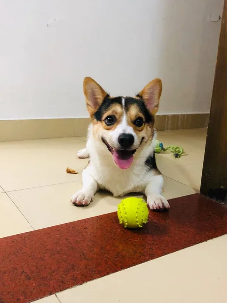 cute dog with a ball on a white background