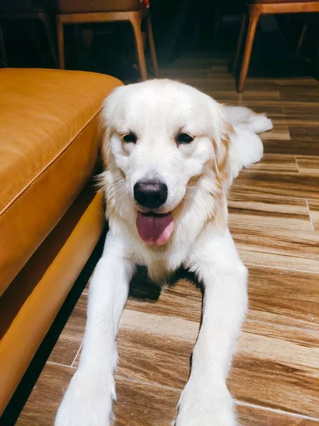 golden retriever dog lying on the floor