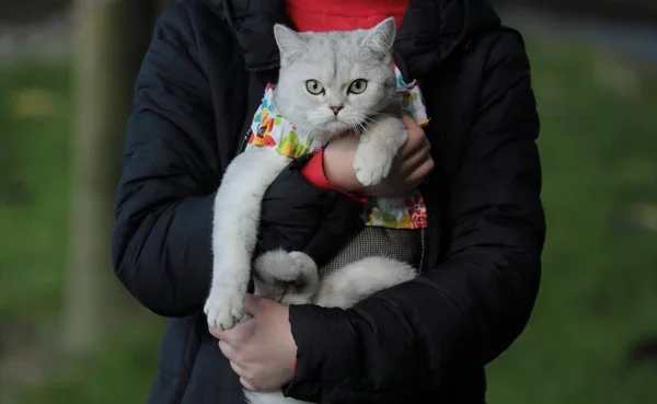 a young woman with a white cat in the hands of a kitten