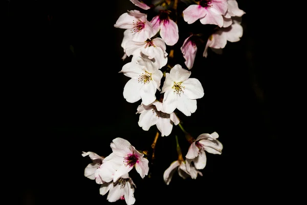 white cherry blossom on a black background