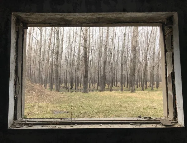 old wooden window in the forest