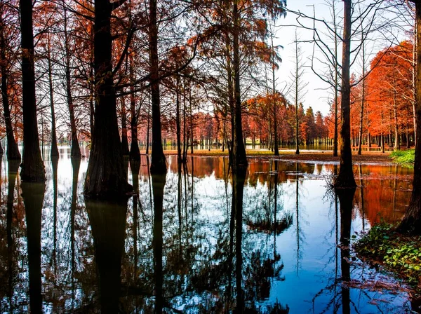 beautiful autumn landscape with trees and reflections