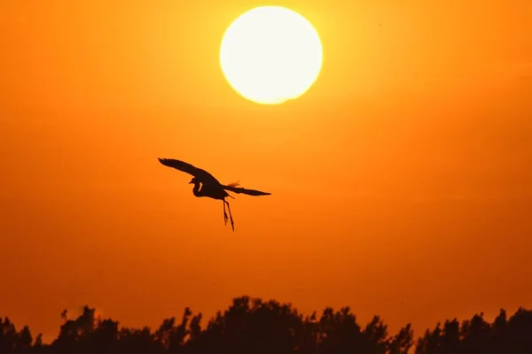 silhouette of a bird on the sunset