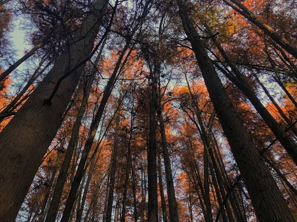 Bosque Otoñal Con Árboles Hojas — Foto de Stock