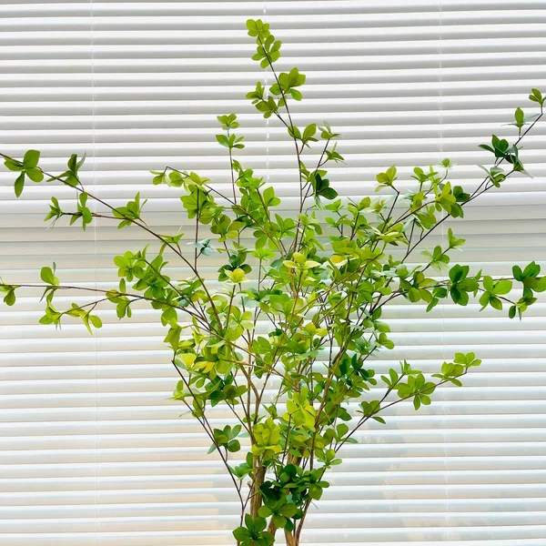 green leaves on the window