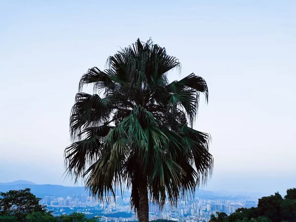 palm trees in the city of barcelona