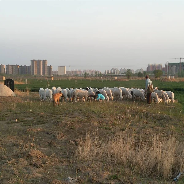 flock of sheep in the field