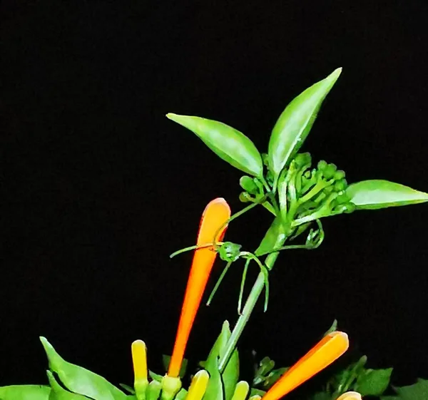 green pepper plant on black background