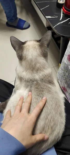 a cat in a veterinary clinic